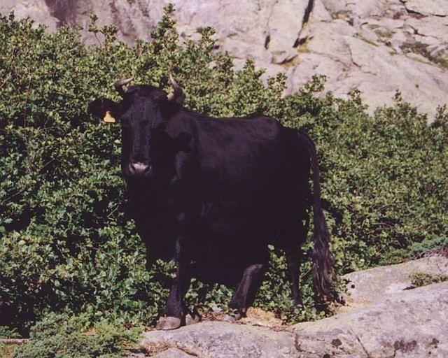 corse01