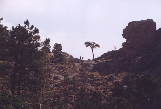 corse37