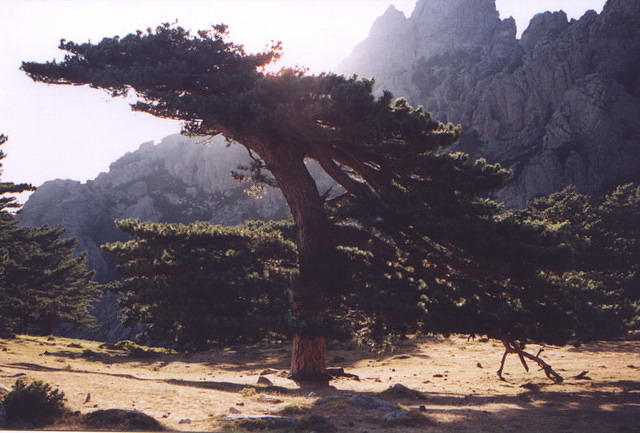 corse44