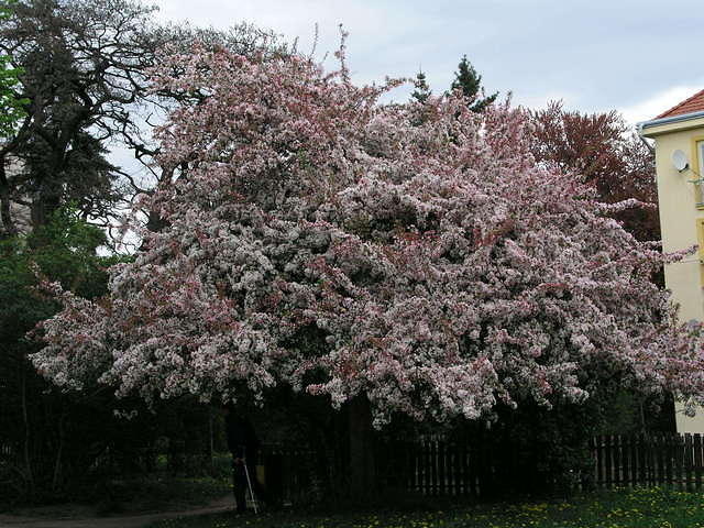 p4290180