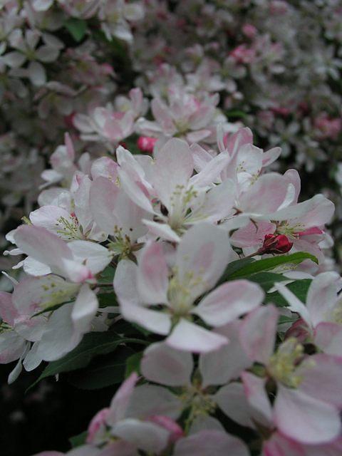 p4290183