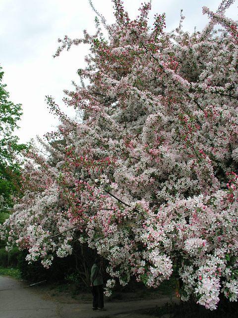 p4290185