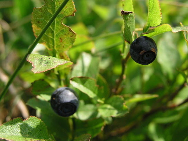 p8120988