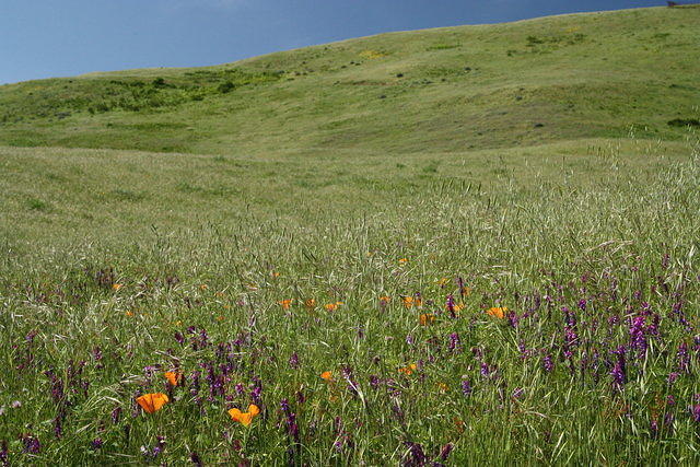 IMG_5947.JPG