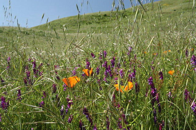 IMG_5949.JPG