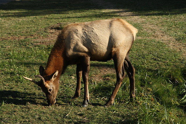 IMG_8064.JPG