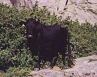 corse01