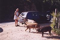 corse10