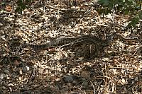 IMG_7053.JPG