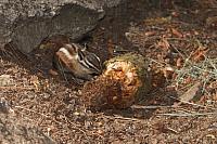 IMG_7365.JPG